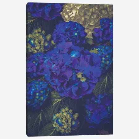 Hydrangea Bloom Blue Canvas Print #SOA88} by Soaring Anchor Designs Canvas Art