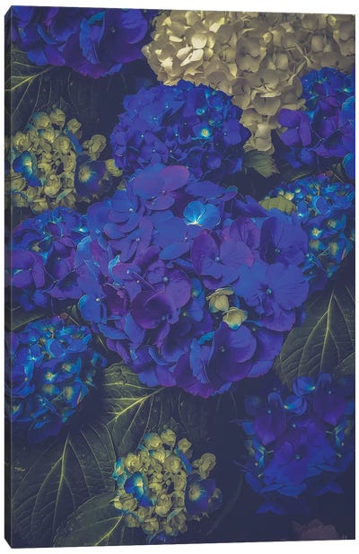 Hydrangea Bloom Blue Canvas Art Print - Hydrangea Art