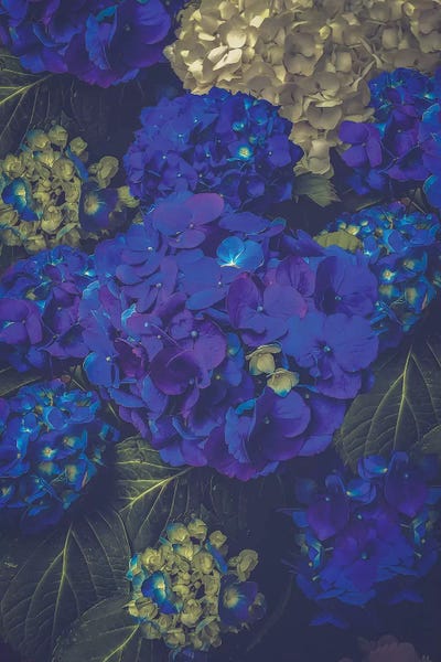 Hydrangeas: Hydrangea Bloom Blue by Soaring Anchor Designs
