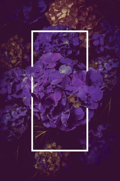 Indigo: Hydrangea Bloom Dark Purple by Soaring Anchor Designs