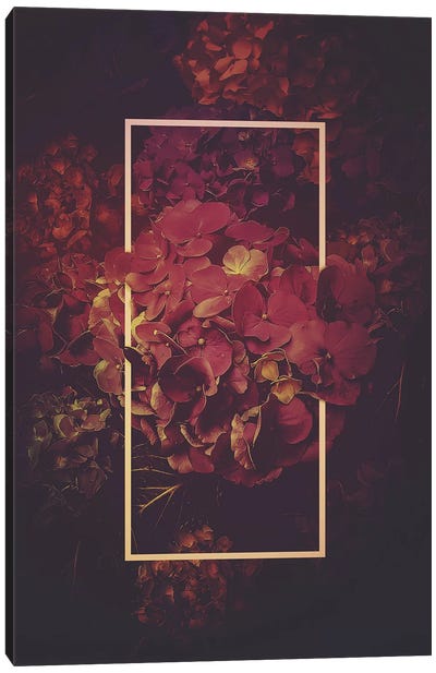 Hydrangea Bloom Vintage Rose Canvas Art Print - Hydrangea Art