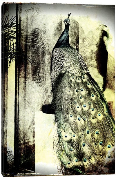Feathers In Peace Canvas Art Print - Peacock Art