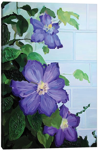 Clematis Flowers Along A Brick Wall Canvas Art Print - Svetlana Saratova