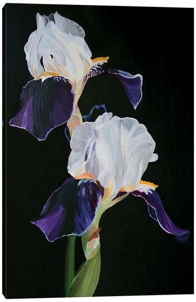 Iris On A Black Background Canvas Art Print - Svetlana Saratova