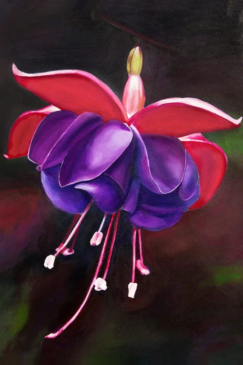 Purple Fuchsia Flower