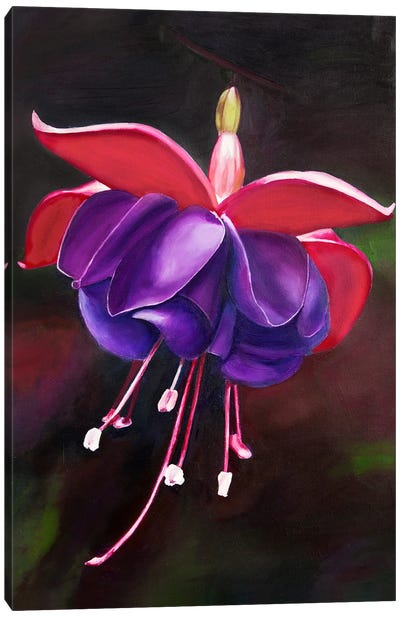 Purple Fuchsia Flower Canvas Art Print - Svetlana Saratova