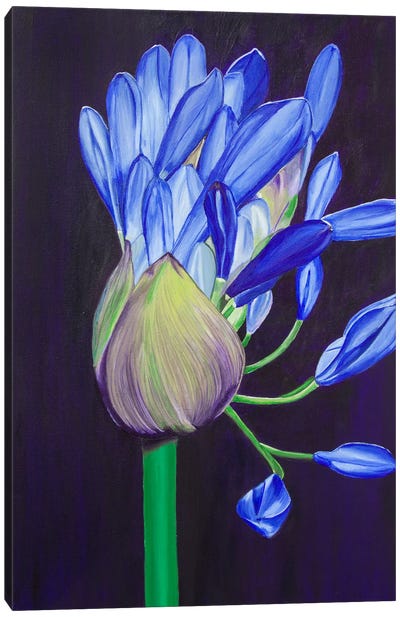 Agopanthus Flower Canvas Art Print - Svetlana Saratova