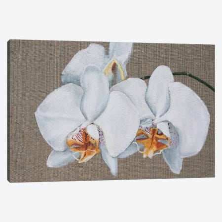 White Orchid Canvas Print #SOV137} by Svetlana Saratova Art Print