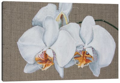White Orchid Canvas Art Print - Svetlana Saratova