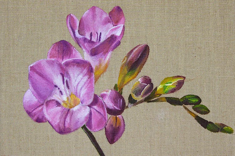 Burgundy Flower, Freesia