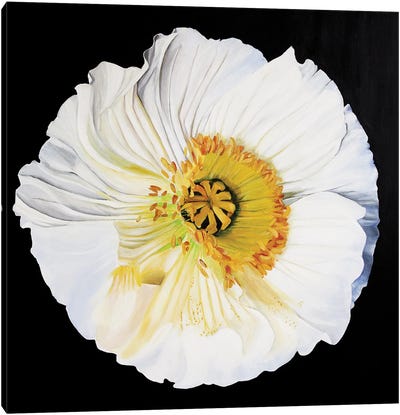 White Poppy On A Black Background Canvas Art Print - Svetlana Saratova