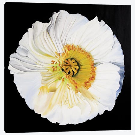 White Poppy On A Black Background Canvas Print #SOV140} by Svetlana Saratova Canvas Print