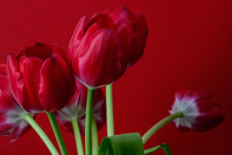 Scarlet Tulips On A Scarlet Background