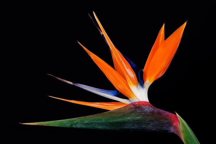 Bird Of Paradise Flowers