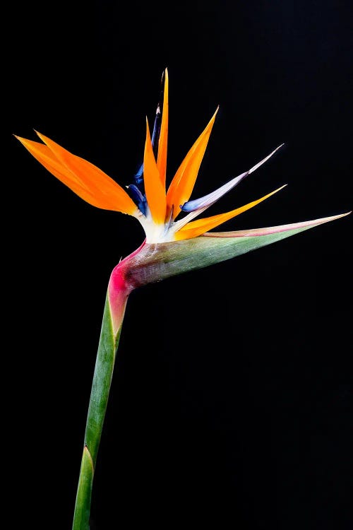 Bird Of Paradise Flowers I