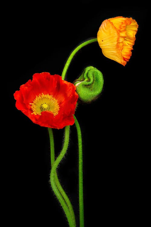 Orange Poppies On A Black Background