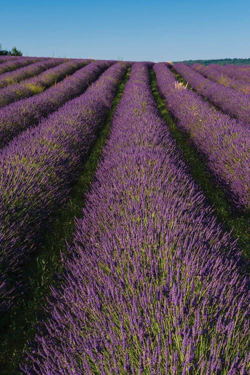 A Field Of Lavender, In Bloom. Sault, Provence, France.