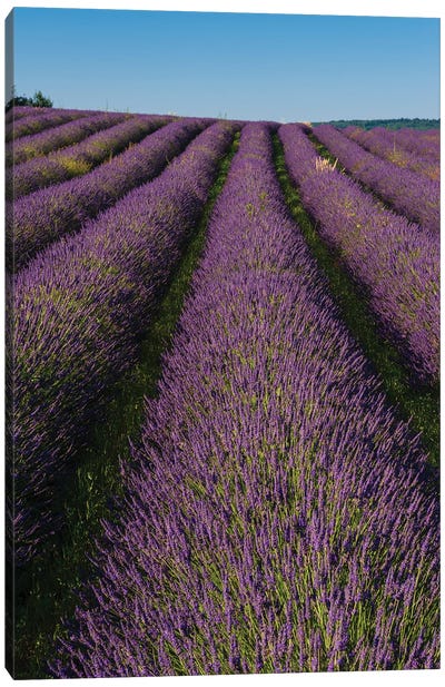A Field Of Lavender, In Bloom. Sault, Provence, France. Canvas Art Print