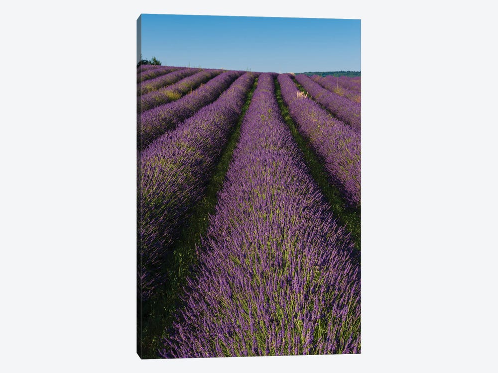 A Field Of Lavender, In Bloom. Sault, Provence, France. by Sergio Pitamitz 1-piece Canvas Print