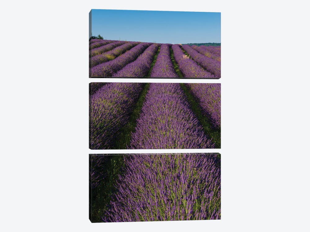 A Field Of Lavender, In Bloom. Sault, Provence, France. by Sergio Pitamitz 3-piece Canvas Print