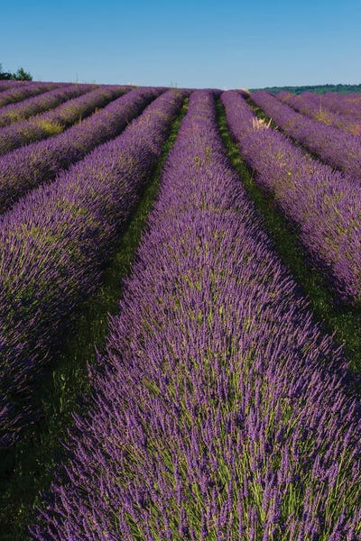 Lavender: A Field Of Lavender, In Bloom. Sault, Provence, France. by Sergio Pitamitz