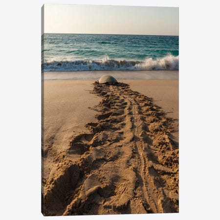 A Green Sea Turtle, Chelonia Mydas, Returning To The Sea After Laying Her Eggs. Ras Al Jinz, Oman. Canvas Print #SPI11} by Sergio Pitamitz Canvas Artwork