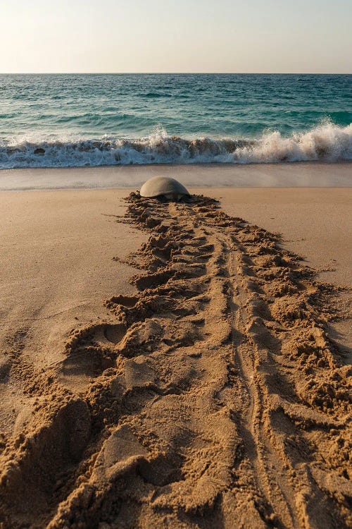 A Green Sea Turtle, Chelonia Mydas, Returning To The Sea After Laying Her Eggs. Ras Al Jinz, Oman.