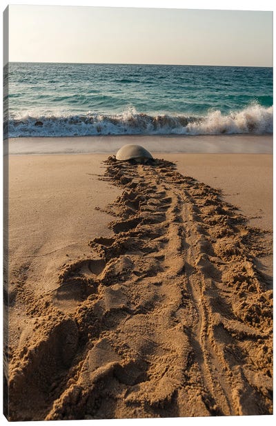 A Green Sea Turtle, Chelonia Mydas, Returning To The Sea After Laying Her Eggs. Ras Al Jinz, Oman. Canvas Art Print