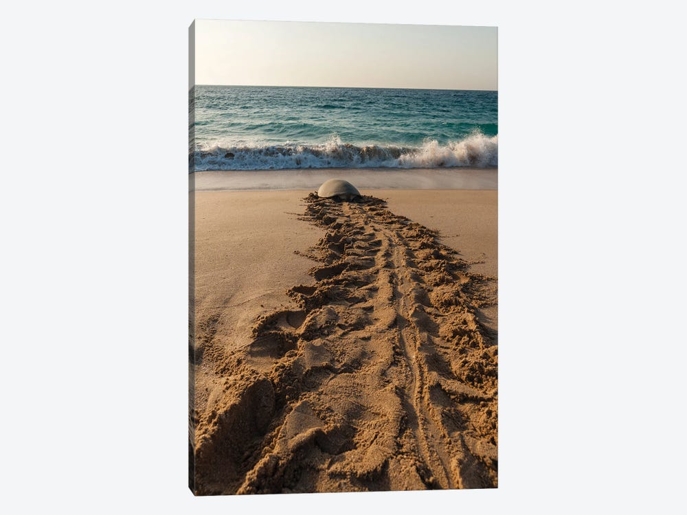 A Green Sea Turtle, Chelonia Mydas, Returning To The Sea After Laying Her Eggs. Ras Al Jinz, Oman. by Sergio Pitamitz 1-piece Canvas Wall Art