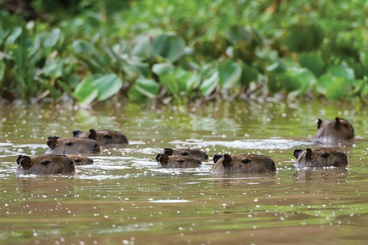 A Group Of Capybaras,  Swimming In The Cuiaba River. Mato Grosso Do Sul State, Brazil.