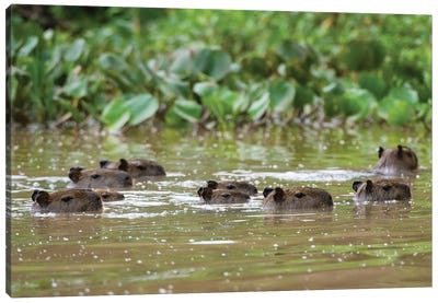 A Group Of Capybaras,  Swimming In The Cuiaba River. Mato Grosso Do Sul State, Brazil. Canvas Art Print