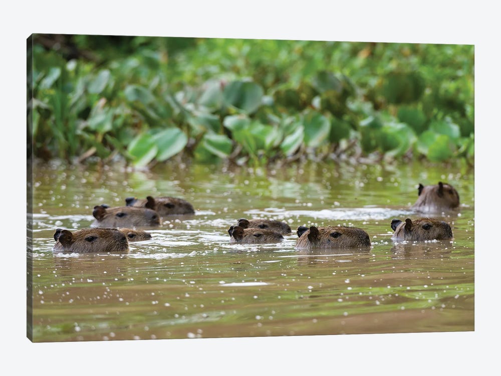 A Group Of Capybaras,  Swimming In The Cuiaba River. Mato Grosso Do Sul State, Brazil. by Sergio Pitamitz 1-piece Canvas Print