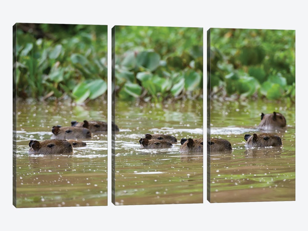 A Group Of Capybaras,  Swimming In The Cuiaba River. Mato Grosso Do Sul State, Brazil. by Sergio Pitamitz 3-piece Canvas Art Print