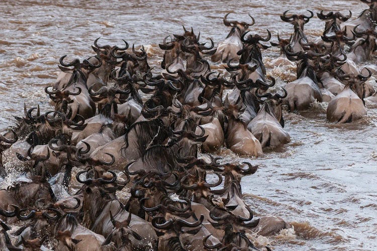 A Herd Of Migrating Wildebeests,  Crossing The Mara River. Masai Mara National Reserve, Kenya.