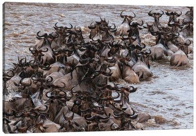 A Herd Of Migrating Wildebeests,  Crossing The Mara River. Masai Mara National Reserve, Kenya. Canvas Art Print