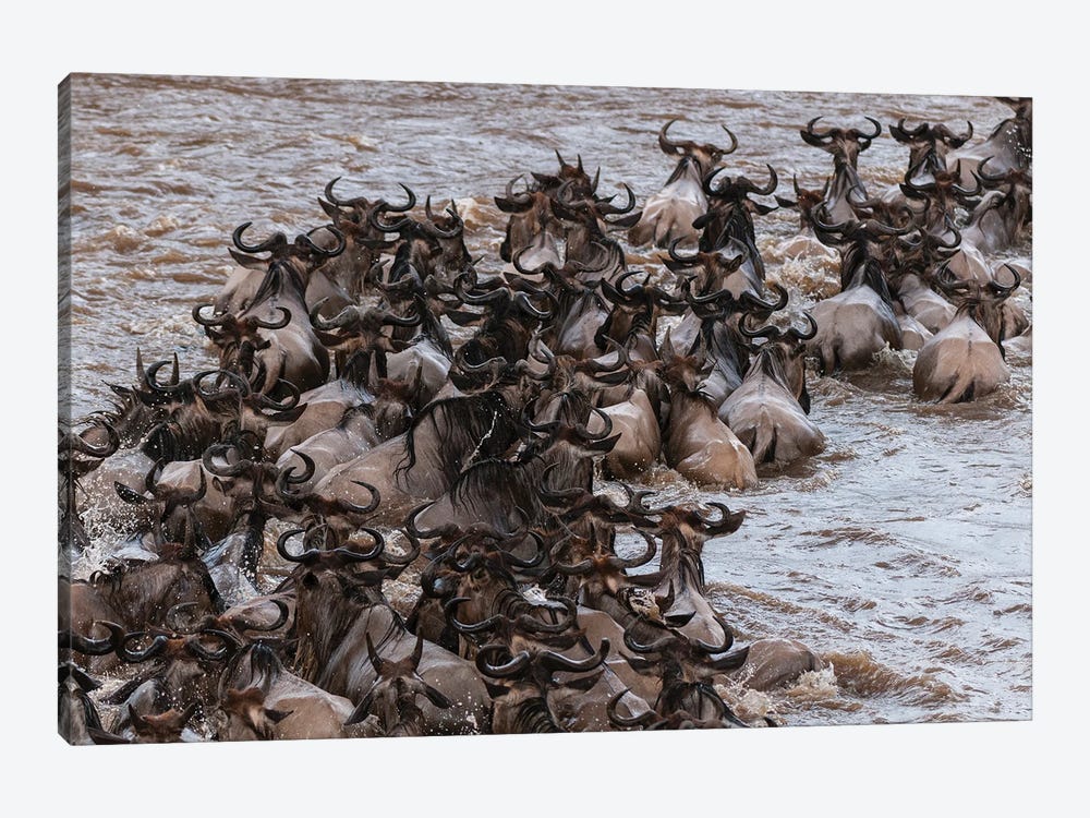 A Herd Of Migrating Wildebeests,  Crossing The Mara River. Masai Mara National Reserve, Kenya. by Sergio Pitamitz 1-piece Canvas Artwork