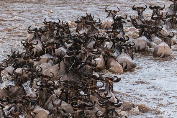 Antelopes: A Herd Of Migrating Wildebeests,  Crossing The Mara River. Masai Mara National Reserve, Kenya. by Sergio Pitamitz
