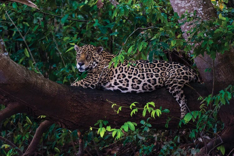 A Jaguar, Panthera Onca, Resting On A Tree Branch. Mato Grosso Do Sul State, Brazil.