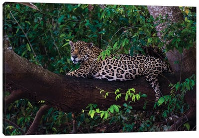A Jaguar, Panthera Onca, Resting On A Tree Branch. Mato Grosso Do Sul State, Brazil. Canvas Art Print