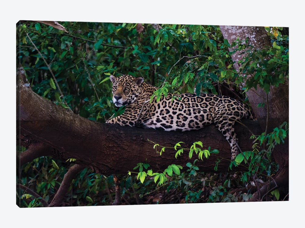 A Jaguar, Panthera Onca, Resting On A Tree Branch. Mato Grosso Do Sul State, Brazil. by Sergio Pitamitz 1-piece Canvas Wall Art
