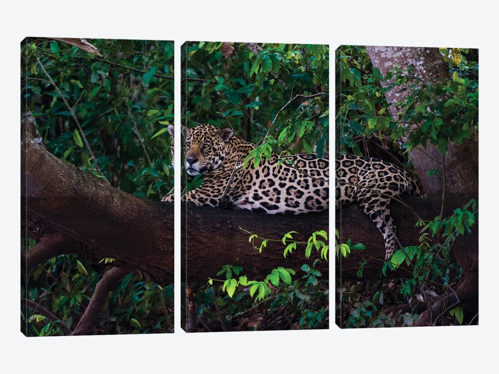 A Jaguar, Panthera Onca, Resting On A Tree Branch. Mato Grosso Do Sul State, Brazil. by Sergio Pitamitz 3-piece Canvas Artwork