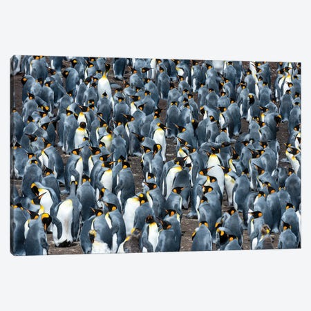 A King Penguin Colony, Aptenodytes Patagonicus. Volunteer Point, Falkland Islands Canvas Print #SPI16} by Sergio Pitamitz Art Print