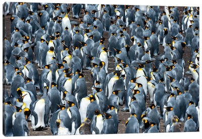A King Penguin Colony, Aptenodytes Patagonicus. Volunteer Point, Falkland Islands Canvas Art Print