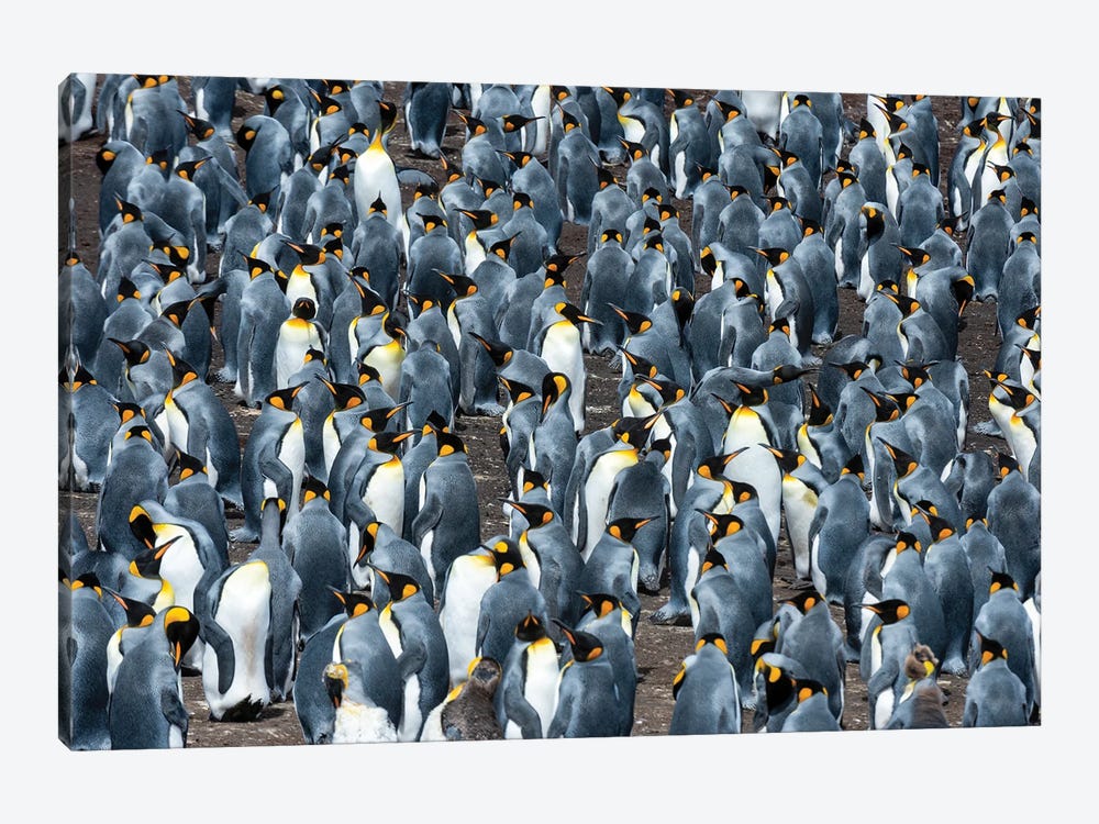 A King Penguin Colony, Aptenodytes Patagonicus. Volunteer Point, Falkland Islands by Sergio Pitamitz 1-piece Canvas Print
