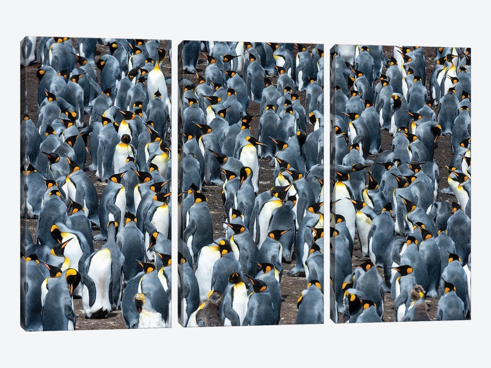 A King Penguin Colony, Aptenodytes Patagonicus. Volunteer Point, Falkland Islands by Sergio Pitamitz 3-piece Canvas Art Print
