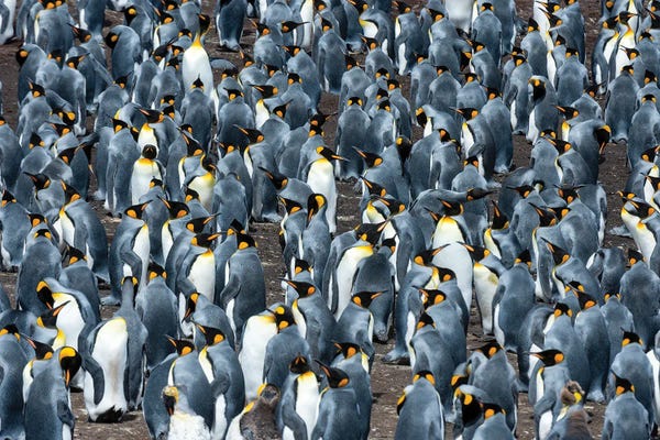 Antarctica: A King Penguin Colony, Aptenodytes Patagonicus. Volunteer Point, Falkland Islands by Sergio Pitamitz