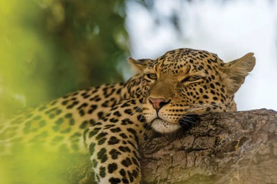A Leopard, Panthera Pardus, Resting On A Tree Branch. Chobe National Park, Botswana. by Sergio Pitamitz acrylic art print