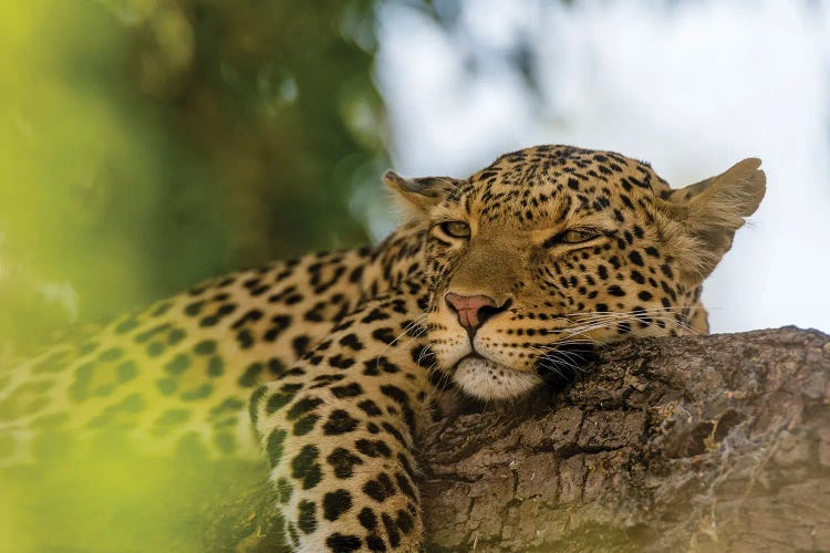 A Leopard, Panthera Pardus, Resting On A Tree Branch. Chobe National Park, Botswana.