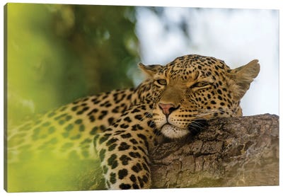A Leopard, Panthera Pardus, Resting On A Tree Branch. Chobe National Park, Botswana. Canvas Art Print