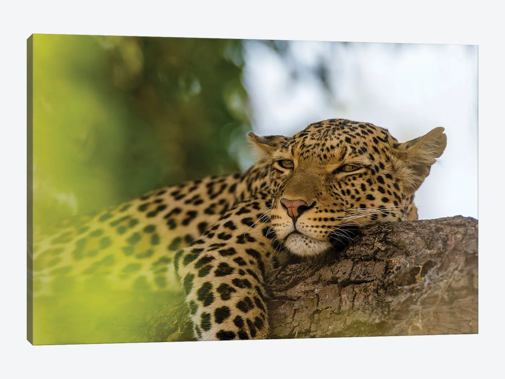 A Leopard, Panthera Pardus, Resting On A Tree Branch. Chobe National Park, Botswana. by Sergio Pitamitz 1-piece Canvas Artwork
